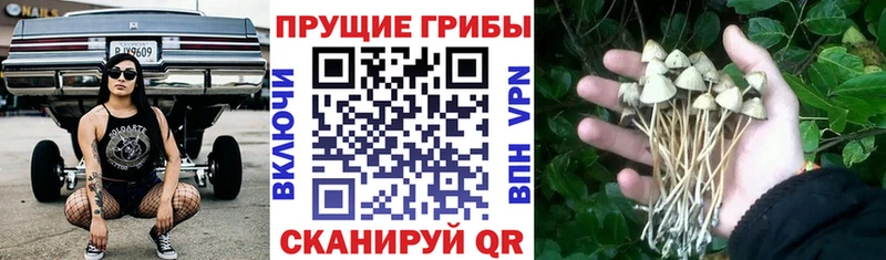 купить  сайты  Черноголовка  Псилоцибиновые грибы мухоморы 